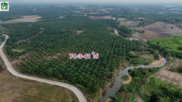 ขายที่ดินสวนปาล์มขนาด 74-3-41 ไร่ เก็บผลผลิตได้แล้ว ติดลำธาร ด้านหน้าติดทาง สวนราคาหลักแสน ราคาถูก เหมาะลงทุนหรือทำเกษตร บ่อทอง ชลบุรี