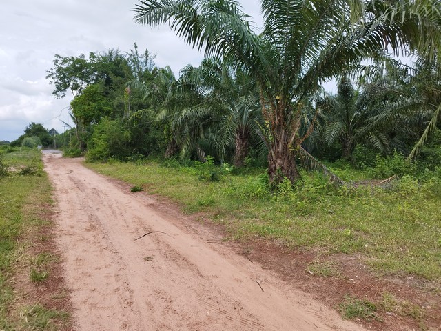 ขายที่ดิน 31 ไร่ บ้านบึง-พนัสนิคม พื้นที่ศักยภาพ ใกล้ 331 ทำเลอุตสาหกรรม เหมาะทำโกดังโรงงาน