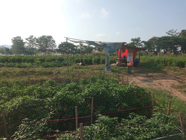 สนใจราคาเงื่อนไขคุยตรงเจ้าของได้  ที่สวยติดแม่น้ำน่าน น้ำใสไหลรินตลอดปี  ต.ศรีภูมิ อ.ท่าวังผา จ.น่าน ขาย 800000  วิวดีสวยมาก 0968821857