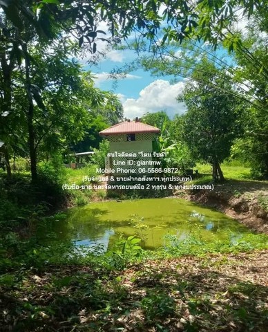 บ้าน ขายบ้าน 2 หลัง ร้านค้า พร้อมที่ดิน 3-2-78.1 ไร่ (ติดถนนใหญ่) ต.วอแก้ว อ.ห้างฉัตร จ.ลำปาง ราคา 3.5 ล้านบาท ใหญ่ 1478 ตร.วา 5ห้องนอน3BATHROOM ใกล้กับ ท่าอากาศยานลำปาง 23 กม. ราคาสุดคุ้ม ลำปาง