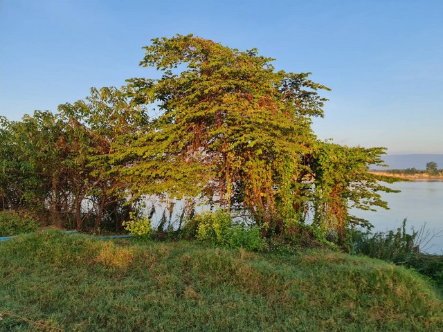 ที่วิวสวยมีไว้ไม่ผิดหวัง ที่ติดแม่น้ำโขง ต.กุดบง อ.โพนพิสัย จ.หนองคาย  หลังติดแม่น้ำโขง ไร่ละ 2ล้านบาท โทร 096-882-1857