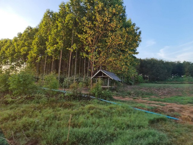 ที่วิวสวยมีไว้ไม่ผิดหวัง ที่ติดแม่น้ำโขง ต.กุดบง อ.โพนพิสัย จ.หนองคาย  หลังติดแม่น้ำโขง ไร่ละ 2ล้านบาท โทร 096-882-1857