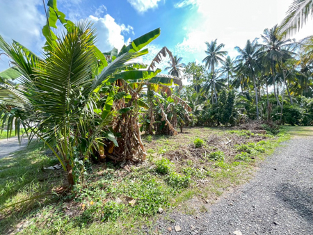 ลงทุนที่ดินสมุย 1 งานกว่า ราคาแค่ 2 ล้าน โฉนดพร้อม โซนกำลังโต ขายที่ดินเปล่า ต.ตลิ่งงาม อำเภอเกาะสมุย สุราษฎร์ ขายที่ดินสมุย