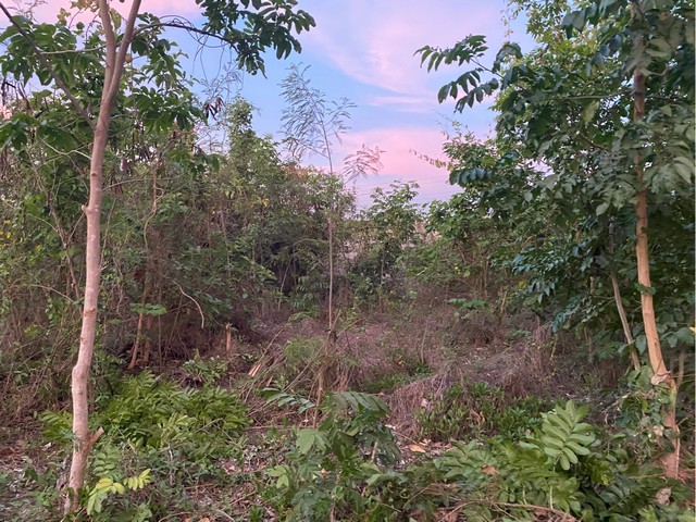 ขายที่ดินเปล่า  99.9 วา  2 แปลงติดกัน   ใกล้ท็อปแลนด์คอนกรีต เมืองตาก