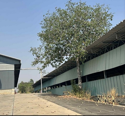  ให้เช่าโรงงาน สีม่วงลาย 20-2-50 ไร่ พื้นที่ใช้สอย 10,078 ตร.ม ขอ รง .4 ได้ นิคมพัฒนา ซ.9 