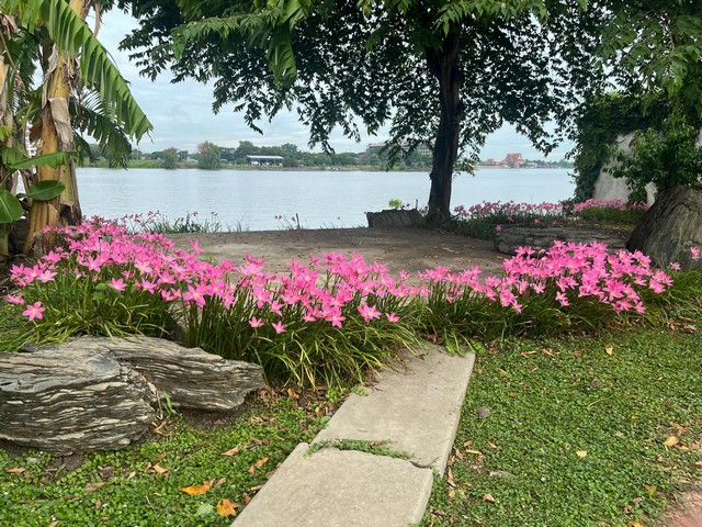 ให้เช่าที่ดิน1ไร่ พร้อมบ้านน็อคดาวน์ริมแม่น้ำเจ้าพระยา ใกล้ศูนย์ศิลปชีพบางไทร อยุธยา