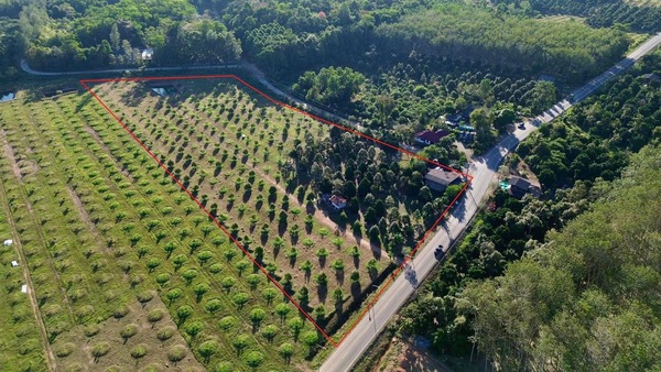 ขายที่ดินพร้อมสวนทุเรียน ติดถนนทางหลวงชนบทจันทบุรี 1028 ใกล้แหล่งชุมชน ต.วังใหม่ อ.นายายอาม จ.จันทบุรี