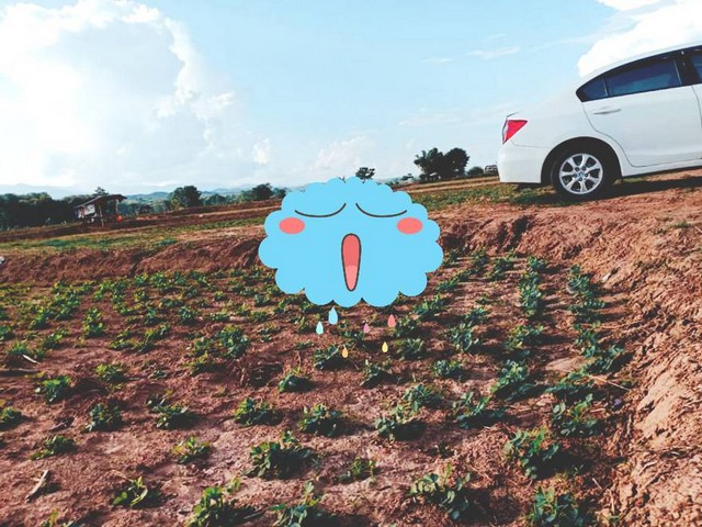 ผืนดินไทยทรงคุณค่า   ที่สวยติดแม่น้ำน่าน น้ำใสไหลรินตลอดปี  ต.ศรีภูมิ อ.ท่าวังผา จ.น่าน ขาย 800000  วิวดีสวยมาก 0968821857