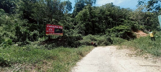 ขายที่เปล่าภูเก็ต...ที่ดินอำเภอกะทู้ ใกล้บ้านสวนล็อคปาล์ม 1246ตร.ว