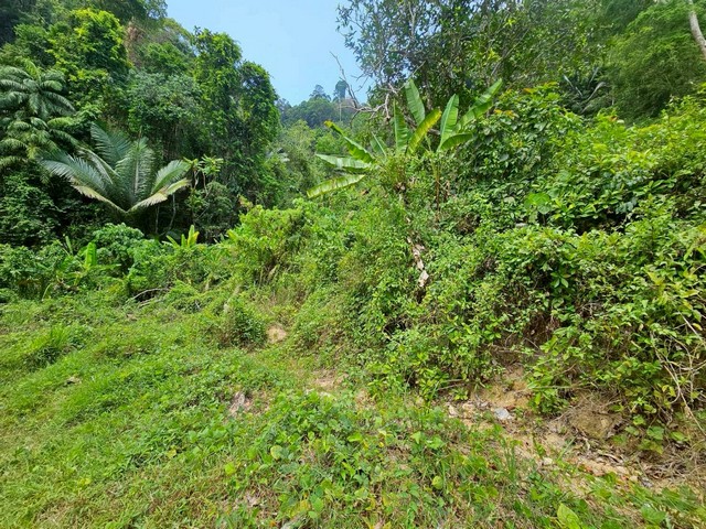 ขายที่เปล่าภูเก็ต...ที่ดินอำเภอกะทู้ ใกล้บ้านสวนล็อคปาล์ม 1246ตร.ว