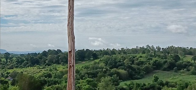 ขายถูกที่ดินทำเลทอง วิวสวย วังน้ำเขียว เนื้อที่ 10 ไร่ ขายยกแปลง 4.5 ล้าน วังน้ำเขียว นครราชสีมา