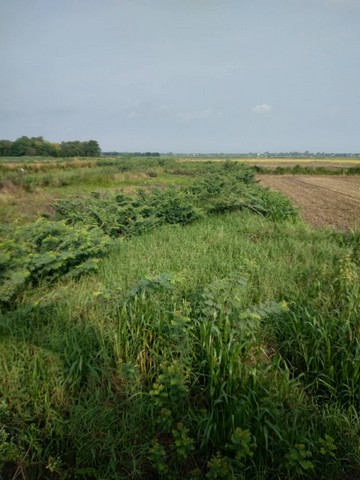 เลือกสรรทรัพย์ดีเติมเต็มชีวิต  ขายที่ดิน 4ไร่เศษ ติดถนนคอนกรีต ต.มหาราช อ.มหาราช จ.อยุธยา