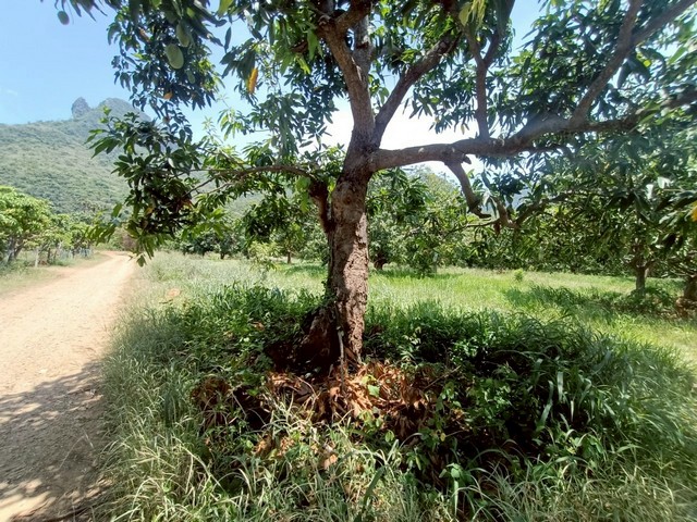 ขายที่ดินเปล่า ถมแล้ว 2ไร่ 1งาน 24 ตร.ว. อำเภอสามร้อยยอด จังหวัดประจวบคีรีขันธ์