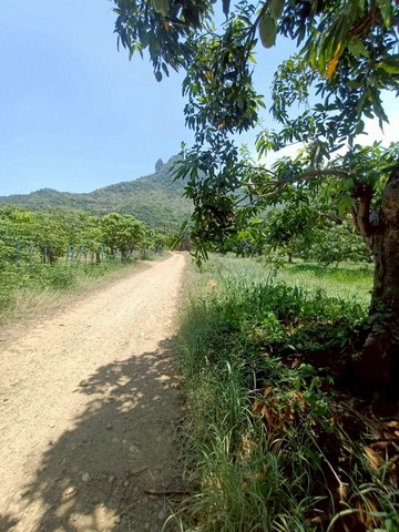 ขายที่ดินเปล่า ถมแล้ว 2ไร่ 1งาน 24 ตร.ว. อำเภอสามร้อยยอด จังหวัดประจวบคีรีขันธ์