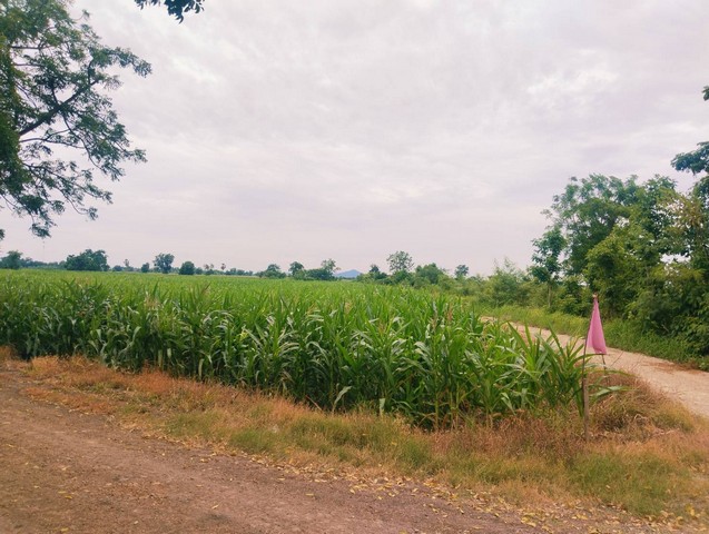 [ขาย] ที่ดินเปล่า แบ่งขาย 1-2 ไร่ | วิวภูเขา 360° | โฉนดครุฑแดง | ต.หนองแขม โคกสำโรง ลพบุรี | เริ่มต้น 280,000 บาท/ไร่