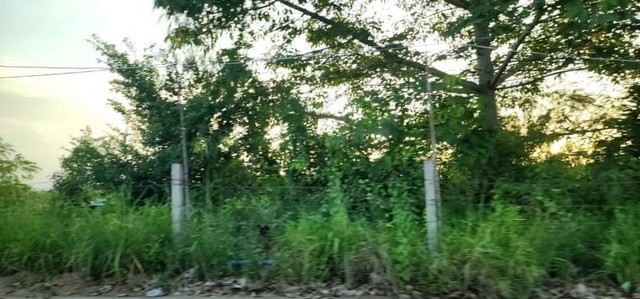 ขายที่ดินแปลงสวย โซนศรีราชา เขาคันทรง ใกล้นิคมอุตสาหกรรม FP-L0805 