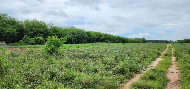 ขายที่ดินบ่อวิน ศรีราชา แปลงสวย ทำเลดี  ห่างถนน331 เพียง 5 กม. FP-L0803 