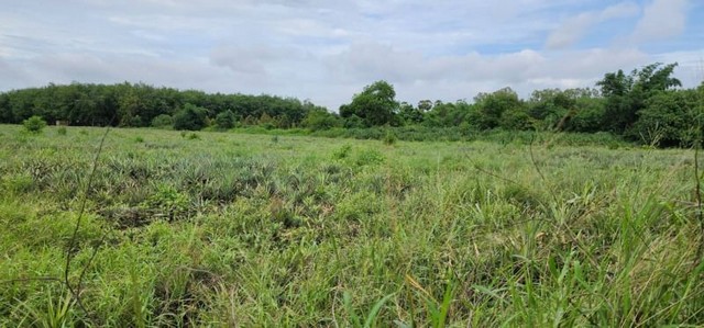 ขายที่ดินบ่อวิน ศรีราชา แปลงสวย ทำเลดี  ห่างถนน331 เพียง 5 กม. FP-L0803