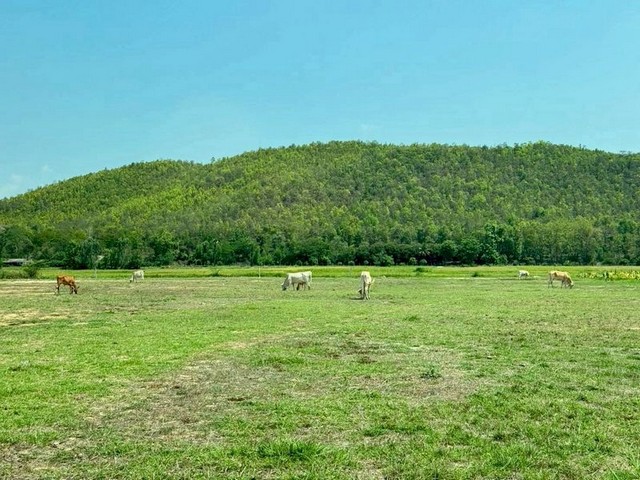 ที่ดินแปลงใหญ่ ราคาดี วิวโล่งโปร่ง เป็นธรรมชาติ ร้องวัวแดง สันกำแพง 