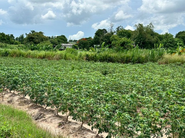 ขาย! ที่ดินเปล่า ศรีราชา ชลบุรี ราคาถูก ติดไร่คาราวาน หนองค้อ TP-L1384