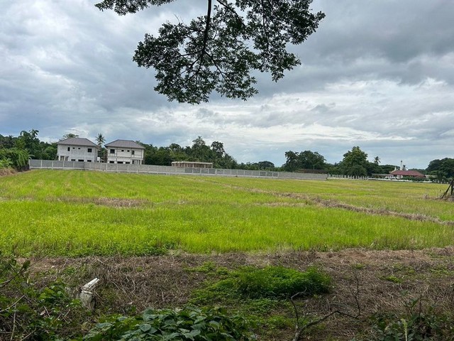 ที่ดินวิวทุ่งนาสวย บรรยากาสดี ผังสีเหลือง โซนสันทราย