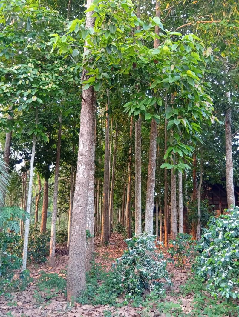 ที่ดินปล่าวพร้อมบ้านและสิ่งปลูกสร้างหลายอย่างรวมทั้งต้นไม้มงคลต้นผยุงใหญ่กว่า200เนื้อที่ดิน21-2-53ไร่ ไม่ไกลจาก ตัวเมือง ฝางจังหวัดเชียงใหม่