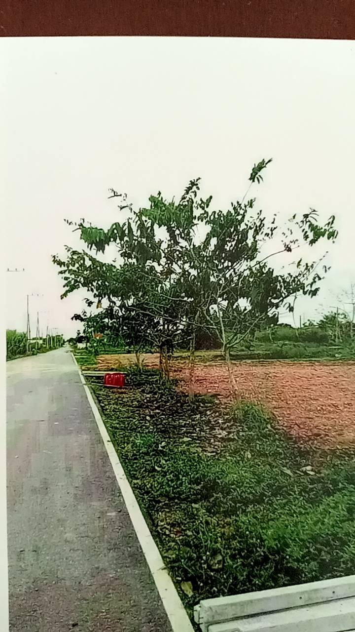 ขายที่ดินรังสิต คลอง8 สวยมาก 4.03ไร่ แปลงหัวมุมติดถนนทั้ง2ด้าน ราคา  12500/ตารางวา หน้ากว้าง. 80เมตร ลึก80 เมตร