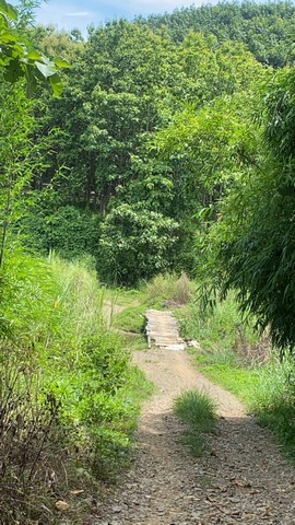 อสังหาเลือกดูจับจองได้ ขายที่ดินติดลำธารน้ำใสไหลริน ชุ่มฉ่ำตลอดปี สวยวิวล้าน 800000บาท 3-0-35ไร่ อำเภอสันติสุข น่าน