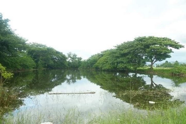 ที่ดินติดถนน ติดหนองน้ำ เหมาะทำบ้านสวน แม่ปูคา สันกำแพง 