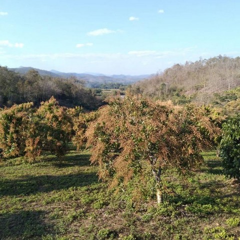 ที่ดินติดถนน ที่สวย ล้อมรอบด้วยภูเขา โซนเชียงดาว
