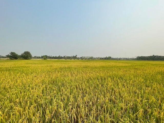 ที่ดินสวย ติดถนน ผังสีเหลือง ใกล้บ้านจัดสรรหลายโครงการ ป่าไผ่ สันทราย