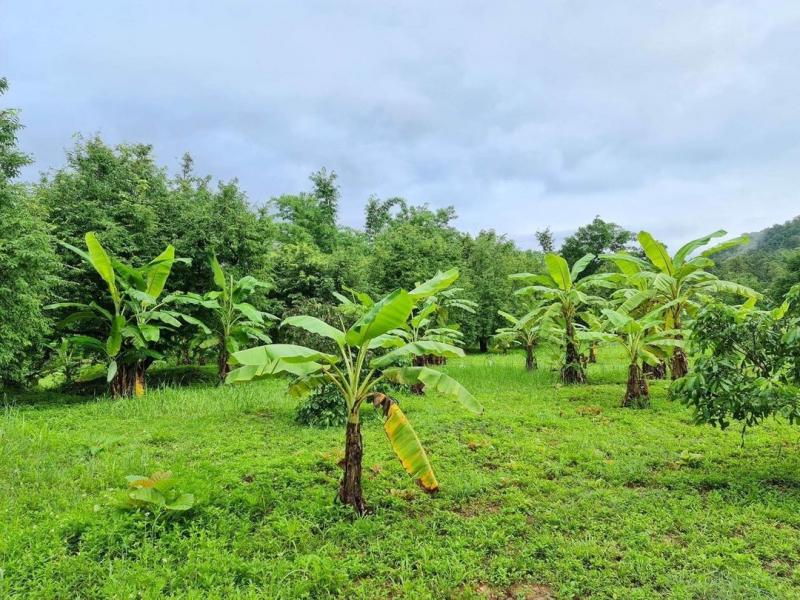 ที่ดินติดห้วยไร่ ขายยกแปลง 14 ล้าน 25-2-65 ตรว.#ขี้เหล็ก อ.แม่แตง น้ำ-ไฟ พร้อม #ไม่เปลี่ยว อากาศดี ลมพัดเย็นสบาย บรรยากาศคล้ายเขาใหญ่