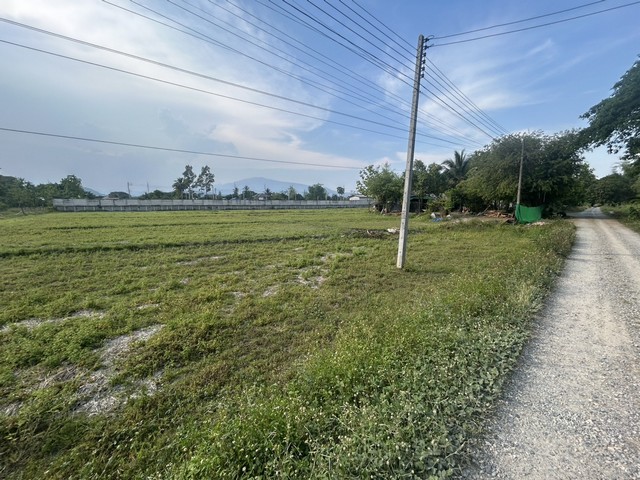 ที่ดินสวย 4 ไร่ 1 งาน 38 ตรว. บ้านแหวน หางดง เชียงใหม่ 