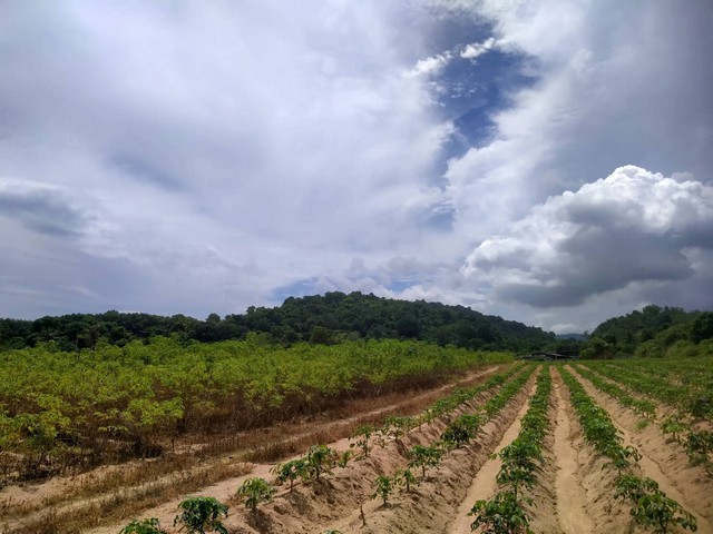 ขายที่ดินสวยชลบุรี ผังสีเหลืองeec เนื้อที่ 31ไร่ 2 งาน 45 ตรวห่างจากท่าเรือแหลมฉบัง 26 กม.