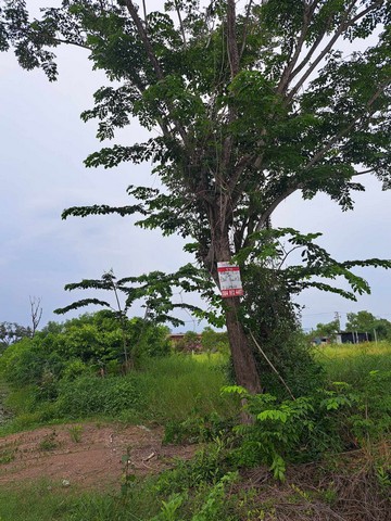 ขายที่ดิน 1 ไร่ รังสิต คลอง10 หนองเสือ  โทร 084 992 4497