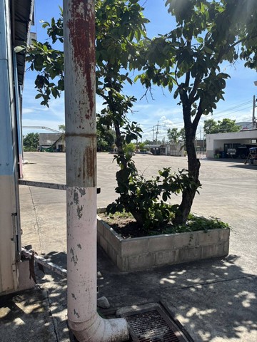 ให้เช่าโกดัง  ขนาด 2000 ตร.ม. สามแยกวังมะนาว ทางผ่านราชบุรี สมุทรสงคราม