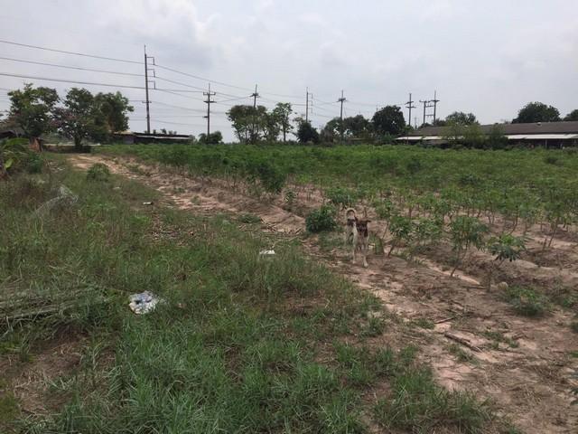 ขายที่ดิน 12 ไร่ 1 งาน 69 ตรว. ติดถนน เขตพื้นที่สีม่วงลาย พัฒนาอุตสหกรรม บ้านบึง ชลบุรี