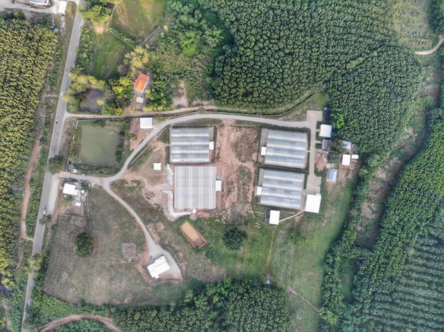 [ขาย] ฟาร์มผักโรงเรือนปิด 30 ไร่ | เลย | กำไรเดือนละ 3-5 แสน | พร้อมลูกค้า | 28 ล้าน