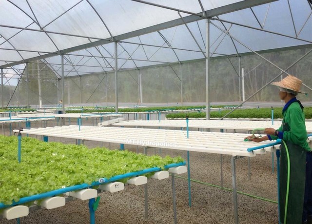 [ขาย] ฟาร์มผักโรงเรือนปิด 30 ไร่ | เลย | กำไรเดือนละ 3-5 แสน | พร้อมลูกค้า | 28 ล้าน