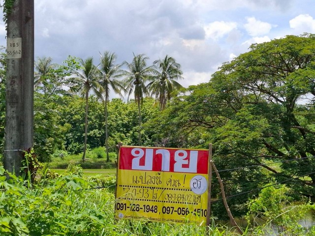 ขายที่ดินติดถนน หนองคายโพนพิสัย 7-0-93 ไร่  บ้านเดื่อ เมืองหนองคาย   ZP182 