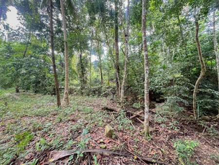 Exclusive Listing 3 Rai Plot in Koh Samui’s Lipa Noi Perfect for Eco-Resort or Luxury Retreat Land Big Plot For Sale in Koh samui