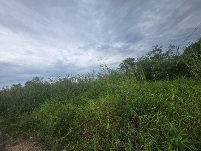 sss501 ขายที่ดิน คลอง 1 รังสิต ใกล้โรงเรียนจารุศรณ์และโรงเรีนยธรรมศาสตร์เฉลิมพระเกียรติ