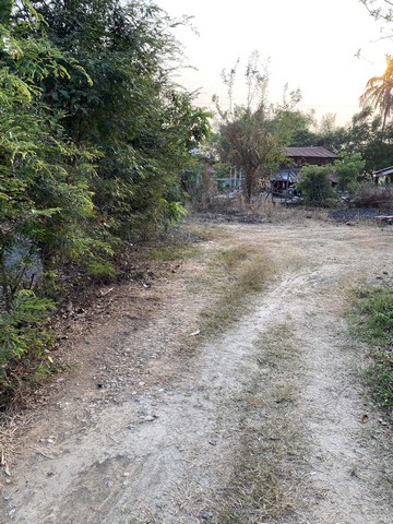 เช่าหรือซื้อยังไงก็คุ้ม ขายบ้านไม้ จ.สิงห์บุรี  วิถีไทย  ต.โพทะเล วิถีไทย 262 วา ต.โพทะเล อ.ค่ายบางระจัน สิงห์บุรี 500000บาท