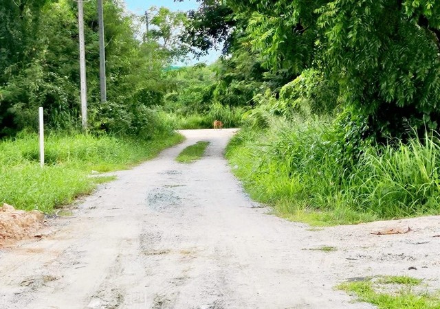 ขายที่ดินสวยถมแล้วมาบไผ่บ้านบึงชลบุรี #ที่ดินปรับถมเรียบร้อยแล้ว เนื้อที่ 50ตรว ถนนสาธารณประโยชน์