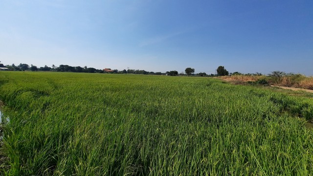 ที่ดิน 10 ไร่ ลพบุรี ต.บางขันหมาก อ.เมือง ใกล้สถานีรถไฟความเร็วสูง