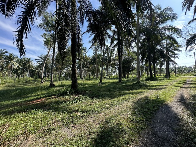 เช่าหรือซื้อยังไงก็คุ้ม ขายที่ดินใกล้หาดบางเบิด ติดถนนทางหลวง ใกล้หาด1 กม. +ขนาดที่ดิน 50-1-18 ไร่ โฉนดครุฑแดง พร้อมโอน ไร่ล่ะ 8 แสน