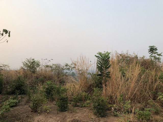 เช่าหรือซื้อยังไงก็คุ้ม ธรรมชาติเนินเขา ที่ดินโฉนดแบ่งขาย หล่มเก่า เพชรบูรณ์ ใกล้ภูทับเบิก โทร 0968821857