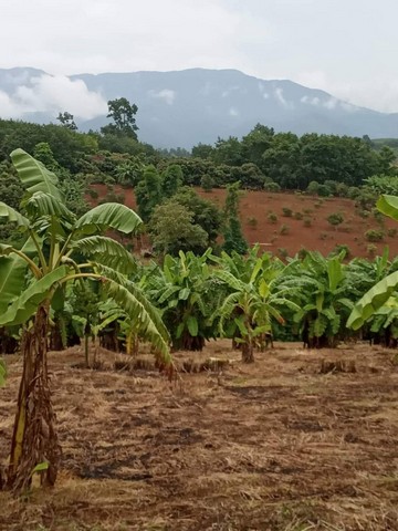 ขายที่ดินบ้านแม่อ้อใน อำเภอเชียงดาว จังหวัดเชียงใหม่ เนื้อที่ 3 ไร่ 1 งาน 60 ตารางวา