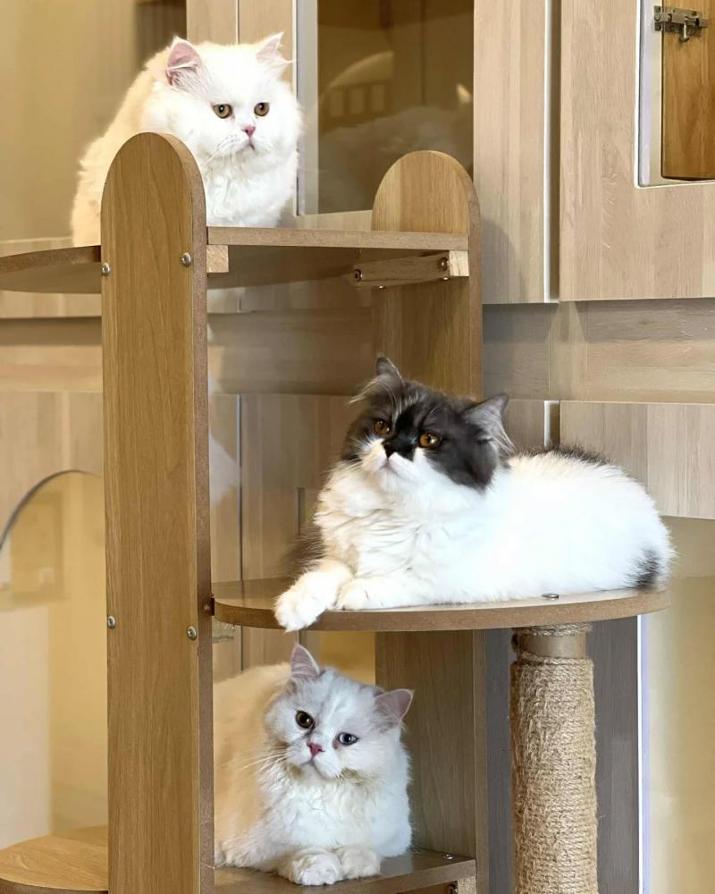 เซ้งโรงแรมแมว เฉพาะโครงสร้าง รังสิต ตกแต่งครบ เดินทางสะดวก ใกล้แหล่งชุมชน เพียง  250,000 บ สร้างไป