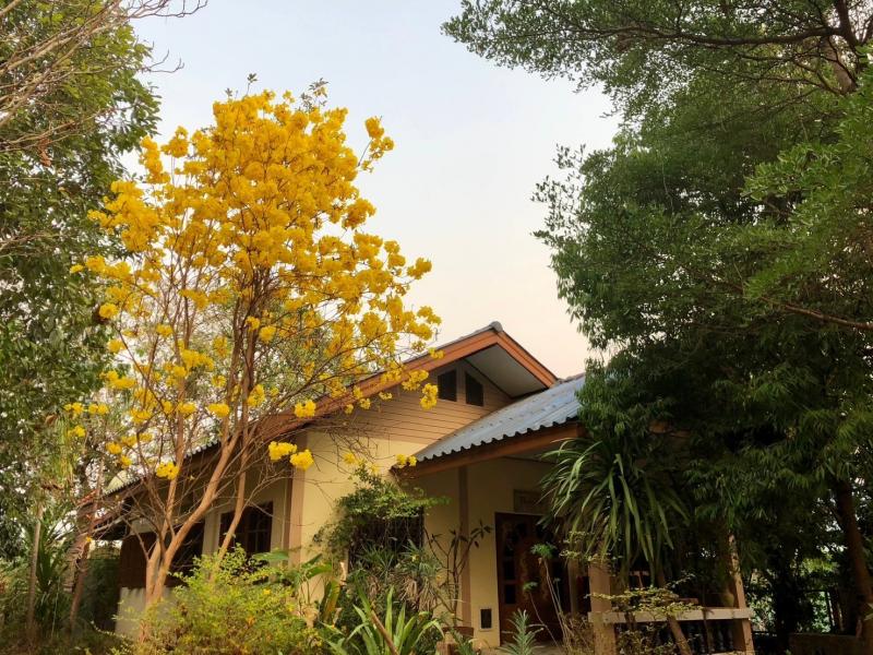 ขายบ้านเดี่ยว  1 ชั้น  ทำเลดี  อำเภอวังทอง   จ.พิษณุโลก ติดถนน 4 เลน ทำเลธุรกิจ